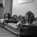 Grayscale selective focus of two basset hounds sitting Royalty Free Stock Photo