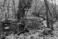 grayscale shit of flowing river in the forest of Garganta de Pedro Chate, Spain