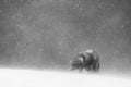 Grayscale shot of Arctic Fox in the snow at Hornstrandir Nature Reserve, Iceland