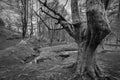 Grayscale shot of bare trees at Otzarreta Beech Forest in Gorbea Natural Park, Spain Royalty Free Stock Photo