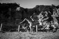 Grayscale shot of a beautiful female in a swimsuit doing a trick on sands