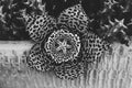 Grayscale shot of beautiful stapelia flower Royalty Free Stock Photo