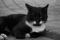 Grayscale shot of a beautiful street cat lying on the tile Royalty Free Stock Photo