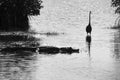 Grayscale shot of a bird in the lake with a crocodile swimming in the water Royalty Free Stock Photo