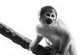 Grayscale shot of a black-capped squirrel monkey found climbing on a tree branch in the wild Royalty Free Stock Photo