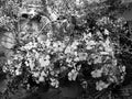 Grayscale shot of the blossomed flowers in the pot in the garden