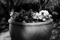 Grayscale shot of the blossomed flowers in the stone pot in the garden