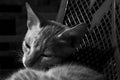 Grayscale shot of Brazilian shorthair cat