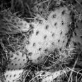 Grayscale shot of a cactus Royalty Free Stock Photo