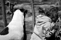 Grayscale shot of a child and a dog looking through the hole in a wooden fence Royalty Free Stock Photo