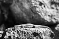 Grayscale shot of a common wall lizard lying on the rock under the sun Royalty Free Stock Photo