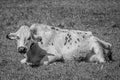 Grayscale shot of a cow lying in the middle of a meadow, RhÃÂ´ne Valley, Switzerland Royalty Free Stock Photo