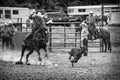 Grayscale shot of a cowboy calf roping at the Wyandotte County Kansas Fair Rodeo