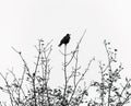 Grayscale shot of a crow on the edge of a tree branch Royalty Free Stock Photo