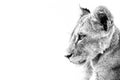 Grayscale shot of a cute lion cub on a white background with copy space