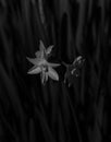 Grayscale shot of daffodil flowers