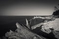 Grayscale shot of dead trees on the deserted beach, tranquil seascape on the background Royalty Free Stock Photo