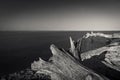 Grayscale shot of dead trees on the deserted beach, tranquil waterscape on the background Royalty Free Stock Photo