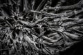 Grayscale shot of dry gnarly tree texture Royalty Free Stock Photo