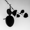 Grayscale shot of an easter egg hanging on a branch