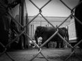 Grayscale shot of elephants behind a fence Royalty Free Stock Photo
