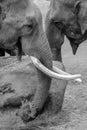 Grayscale shot of elephants eating dry grasses on the ground Royalty Free Stock Photo