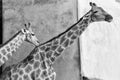 Grayscale shot of a family of giraffes side-by-side in a zoo or safari park Royalty Free Stock Photo