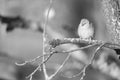 Grayscale shot of finches bird perched on a tree branch