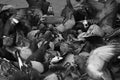 Grayscale shot of a flock of city pigeons Royalty Free Stock Photo