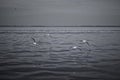 Grayscale shot of a flock of gulls flying over the sea