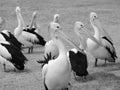 Grayscale shot of a flock of pelicans standing on a grass surface