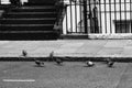 Grayscale shot of a flock of pigeons on a road