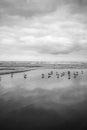 Grayscale shot of a flok of birds on the beach under dark clouds