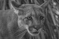 A Grayscale shot of a florida panther