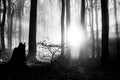 Grayscale shot of a forest covered in trees and dry leaves under the bright sunlight in autumn Royalty Free Stock Photo