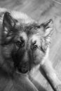 Grayscale shot of a German Shepherd lying on floor at home Royalty Free Stock Photo