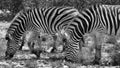 Grayscale shot of grazing zebras.
