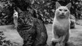 Grayscale shot of a group of cats in a park