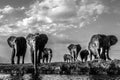 Grayscale shot of a group of elephants on a safari field