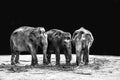 Grayscale shot of a group of elephants at the zoo