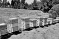 Grayscale shot of a group of old hives in the middle of a field on a beautiful day