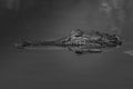 Grayscale shot of the head of an American alligator poking out of river water with blur background