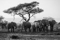 Grayscale shot of a herd of African elephants in Tanzania, East Africa. Royalty Free Stock Photo