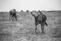 Grayscale shot of a herd of blue wildebeests in a savannah in the daylight