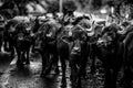 Grayscale shot of a herd of bulls on a road