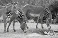 Grayscale shot of a herd of zebras gathered around a watering hole
