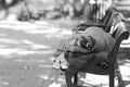 Grayscale shot of a homeless person sleeping on the bench in the park Royalty Free Stock Photo