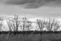 A grayscale shot leafless trees in a field