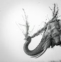Grayscale shot of a majestic African elephant with dry branches in its trunk
