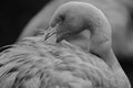 Grayscale shot of a majestic flamingo